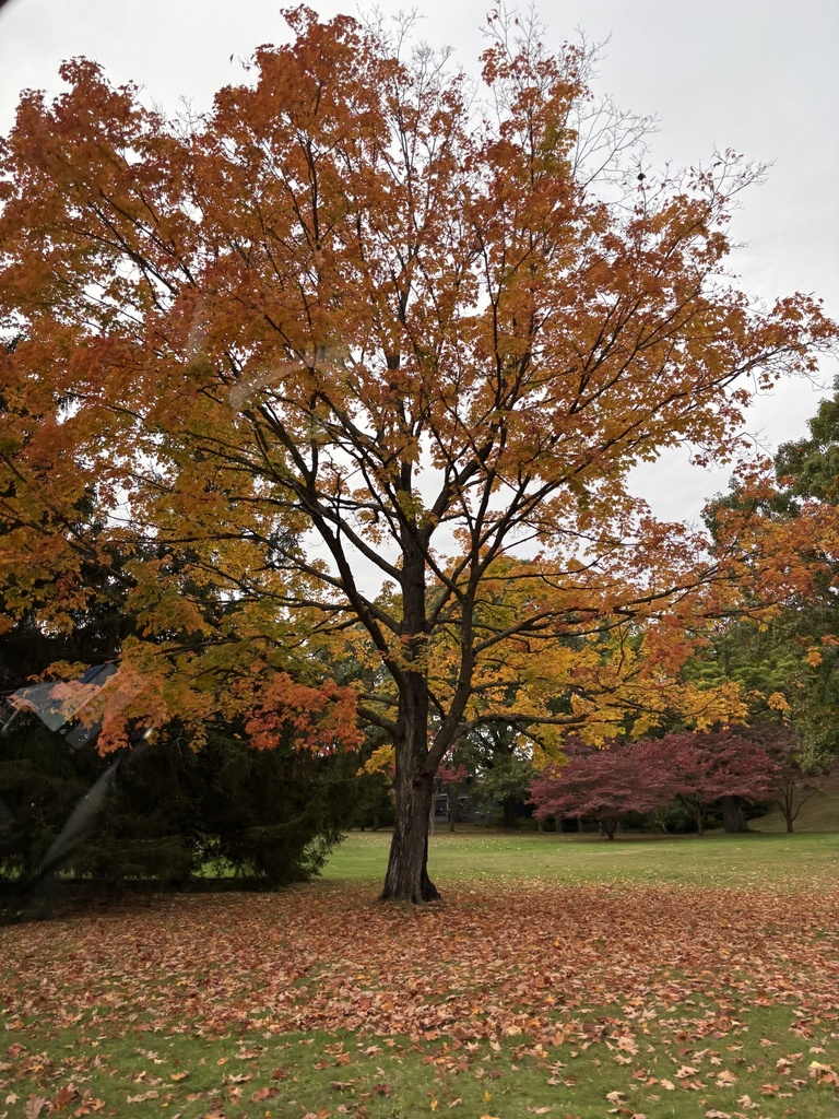 A photograph from Oct 17, 2026 near Providence & inland Rhode Island, where the observer’s point is approximate.