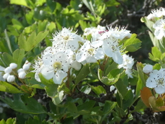 Crataegus monogyna
