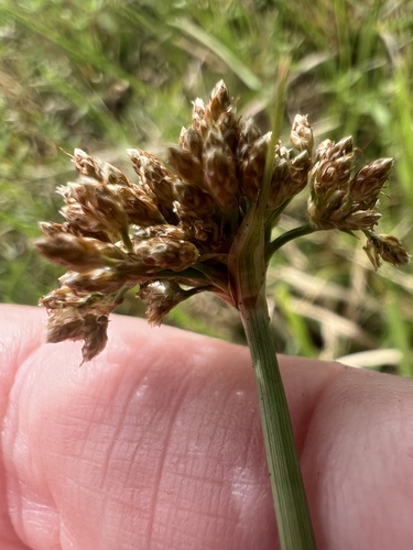 Fimbristylis cymosa observed 2026-10-18