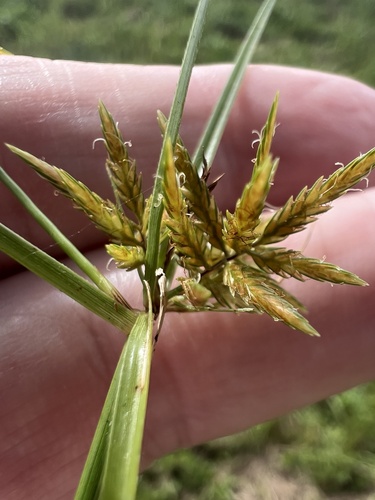 Cyperus polystachyos observed 2026-10-18
