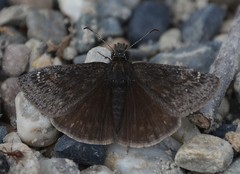 Erynnis persius borealis