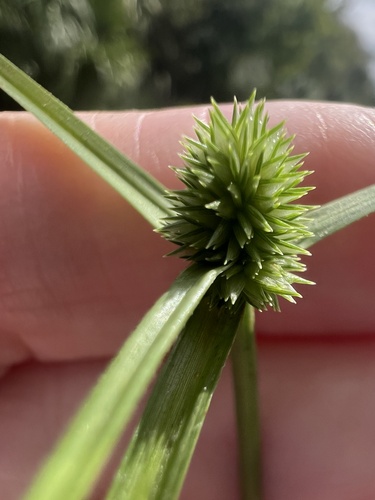 Cyperus brevifolius observed 2026-10-18
