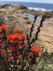 Castilleja latifolia