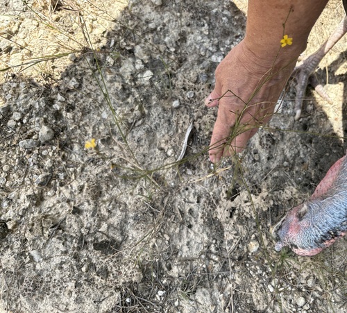 Rock Flax