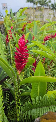 Alpinia purpurata observed 2026-10-12