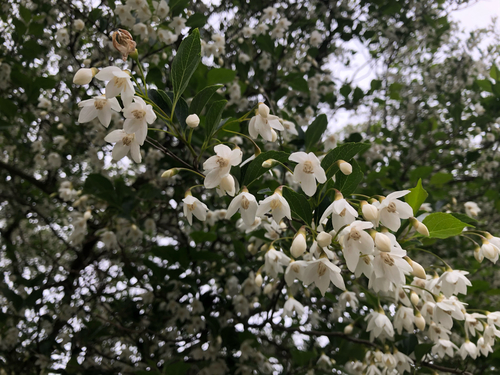 Styrax japonica iNat (1)