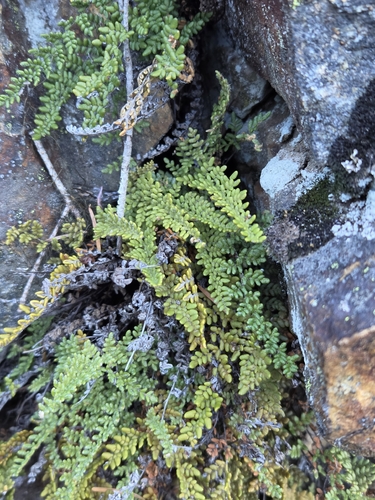 Myriopteris gracillima observed 2026-10-18