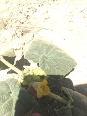 Ibicella lutea
