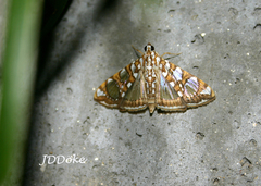 Glyphodes sibillalis
