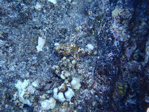 Scorpaenopsis brevifrons, 2026-10-17