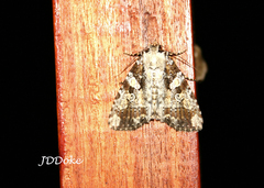 Perigea glaucoptera