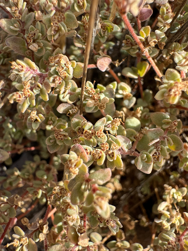 Euphorbia melanadenia, 2026-10-16