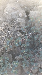 Euphorbia ocellata