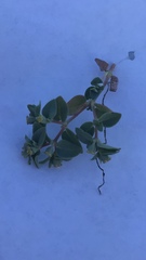 Euphorbia ocellata