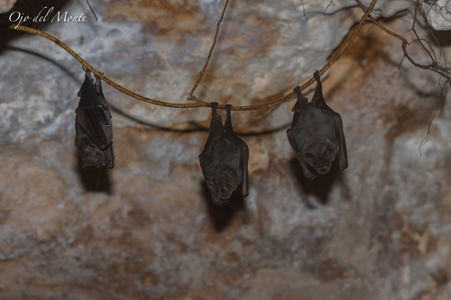 Artibeus jamaicensis observed 2026-10-18