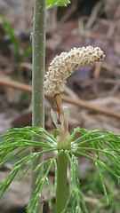 Equisetum sylvaticum image