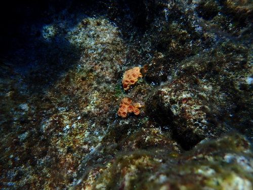 Tubastraea coccinea observed 2026-10-17