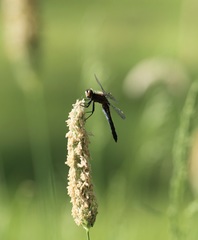 Leucorrhinia intacta