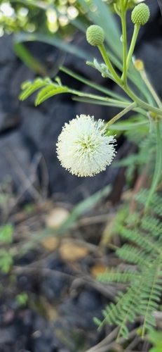 Leucaena leucocephala observed 2026-10-17