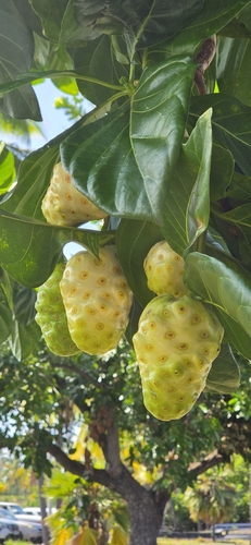 Morinda citrifolia observed 2026-10-13