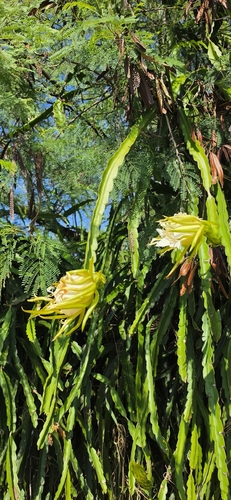 Cereus, 2026-10-17
