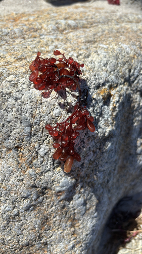 Botryocladia observed 2026-10-16