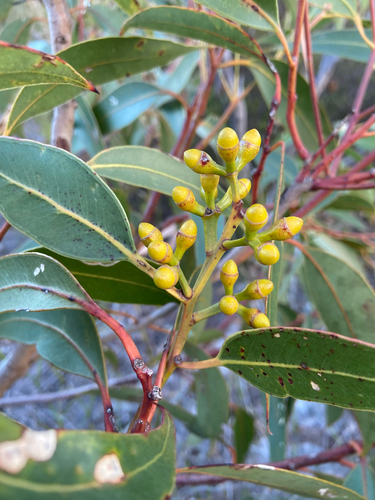 Eucalyptus punctata observed 2026-10-18