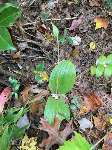 Cypripedium acaule, 2026-10-17