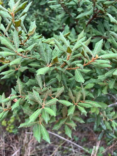 Lyonia ferruginea, 2026-10-18