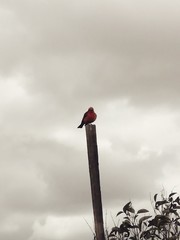 Pyrocephalus rubinus piurae