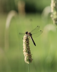 Leucorrhinia intacta
