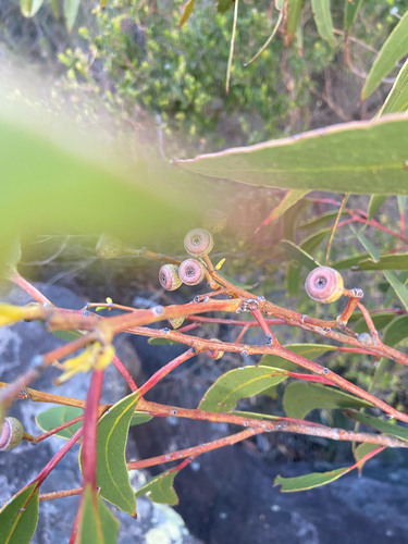 Eucalyptus haemastoma, 2026-10-18