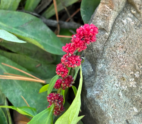 Blitum virgatum observed 2026-10-18