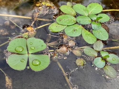 Marsilea vestita observed 2026-10-18
