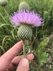 Cirsium engelmannii