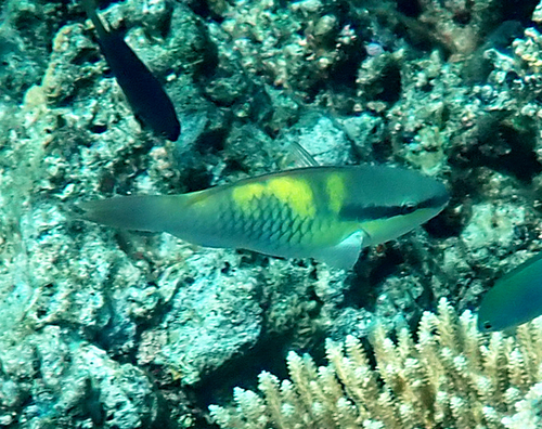 Scarus oviceps observed 2026-10-17