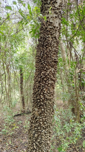 Anadenanthera colubrina observed 2026-10-16