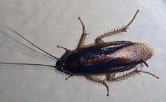 Ischnoptera bilunata