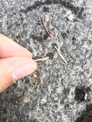 Dermacentor andersoni