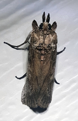 Melitara subumbrella