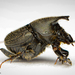 Onthophagus hecate - Photo 由 ksandsman 所上傳的 (c) ksandsman，保留部份權利CC BY