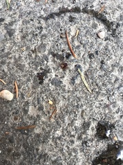 Dermacentor andersoni