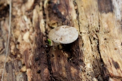 Clitocybe semiocculta