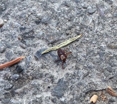 Dermacentor andersoni