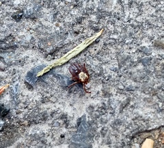 Dermacentor andersoni