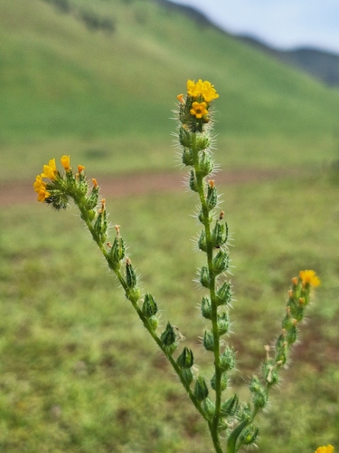 Amsinckia, 2026-10-18