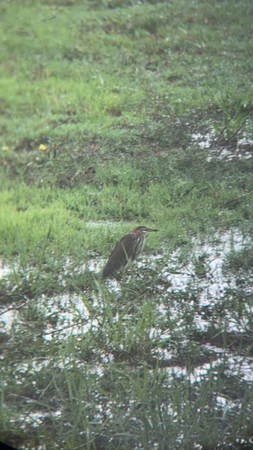 Dupetor flavicollis observed 2026-10-14