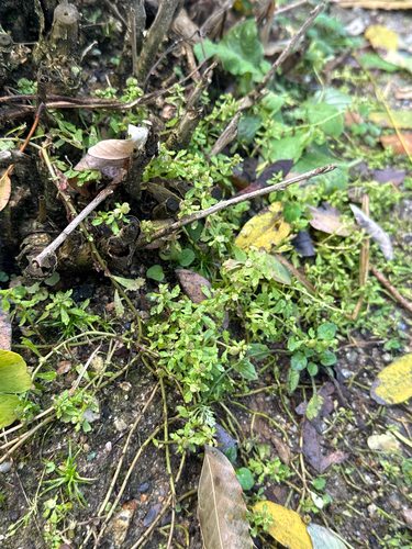 spreading sneezeweed