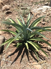 Agave desmettiana