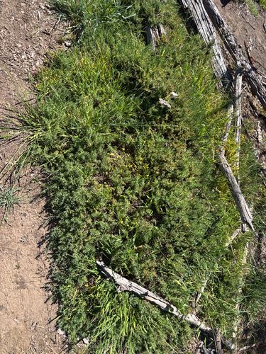 Enchylaena tomentosa observed 2026-10-19